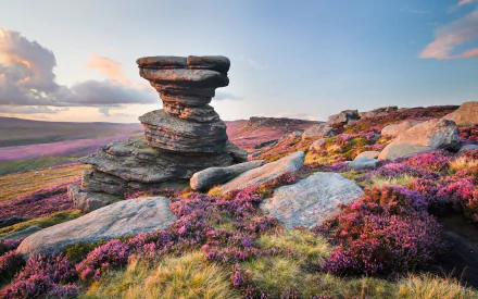 2K Quad HD PC desktop wallpaper and background: nature landscape of moorland with a dramatic rock formation and sweeping carpets of pink flowers under a soft sky.