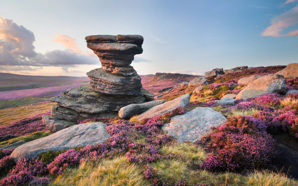 2K Quad HD PC desktop wallpaper and background: nature landscape of moorland with a dramatic rock formation and sweeping carpets of pink flowers under a soft sky.