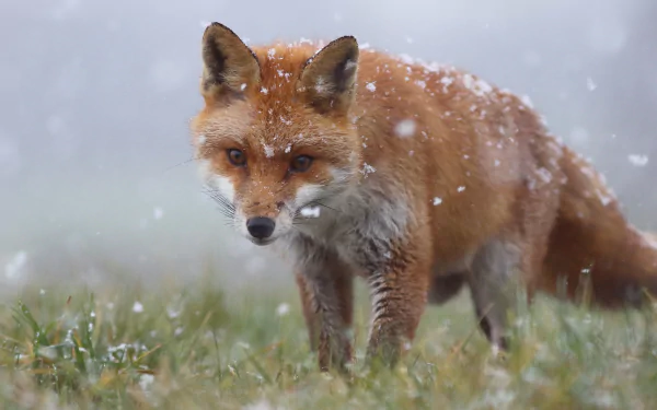 Red fox walking through falling snow over grass, snowflakes on its coat, soft blurred background, presented as a 2K Quad HD PC desktop wallpaper/background.