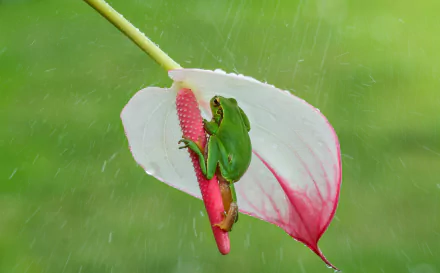 anthurium close-up rain flower amphibian Animal frog HD Desktop Wallpaper | Background Image