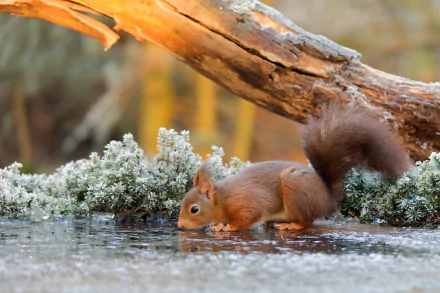 Red squirrel drinking from a frozen puddle beneath a fallen branch, frosty moss foreground — 2K Quad HD PC desktop wallpaper/background.