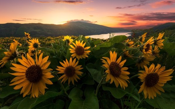 Earth Sunflower Flowers Flower Yellow Flower Landscape Sunrise HD Wallpaper | Background Image
