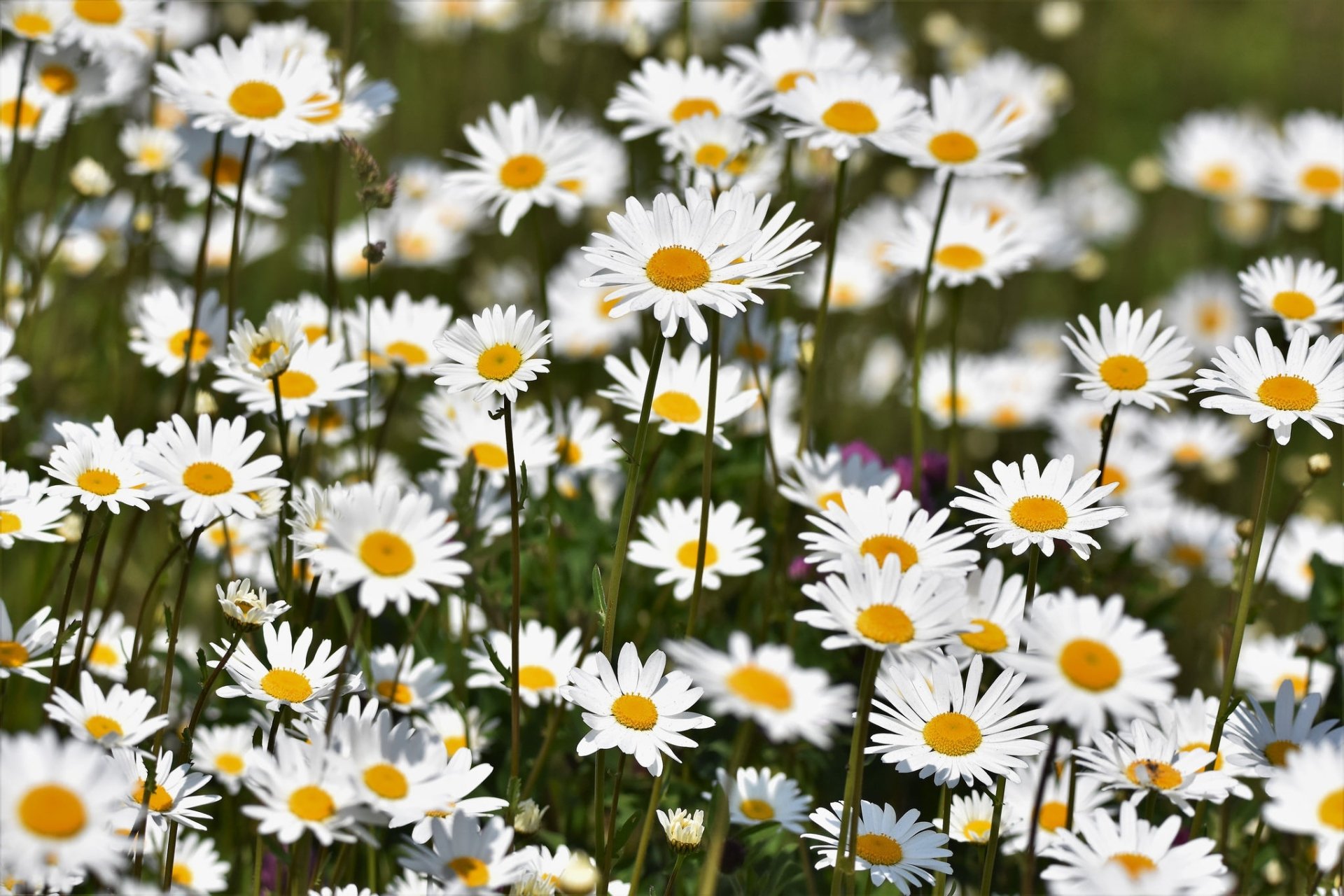 Chamomile HD Wallpaper