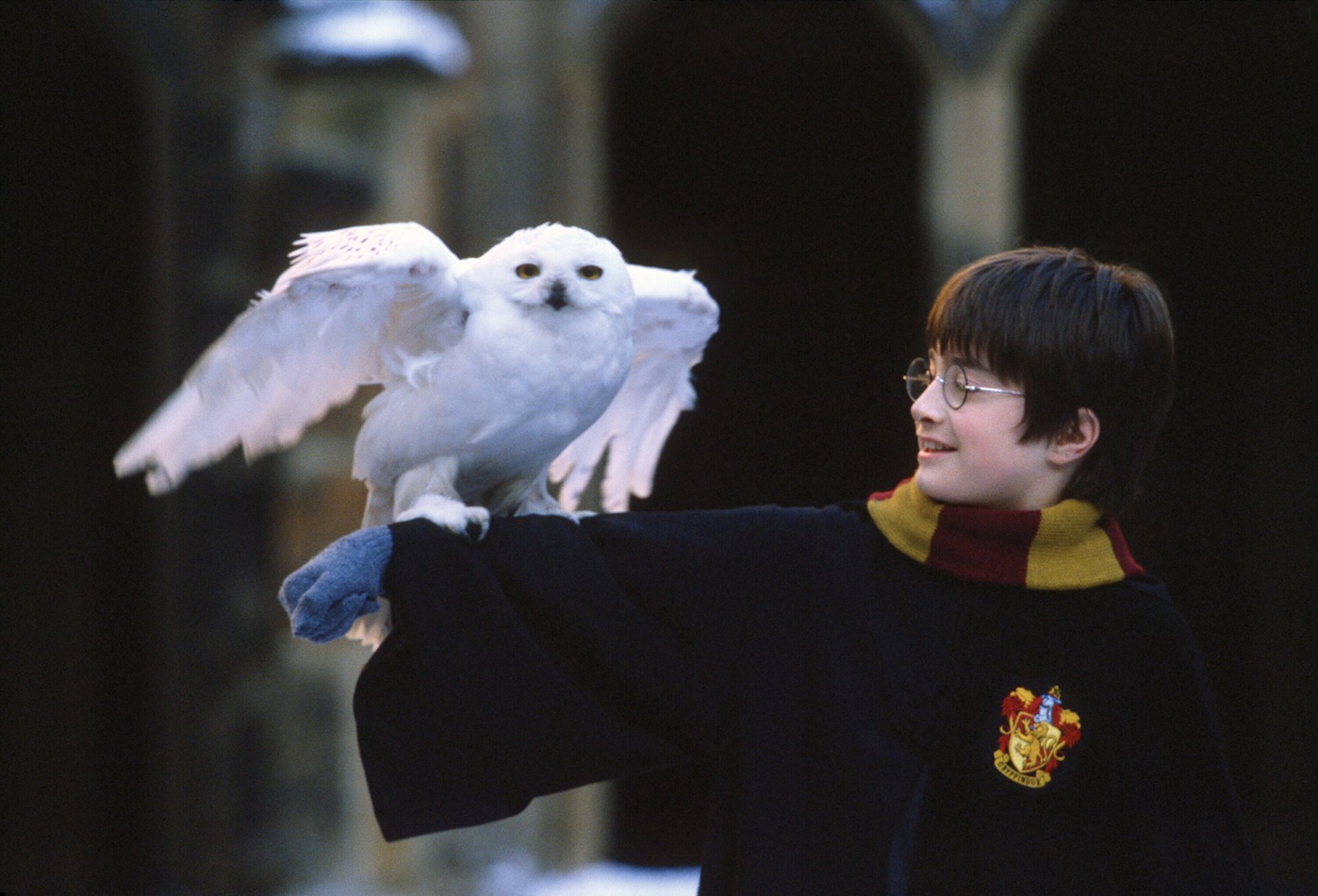 HD desktop wallpaper featuring Daniel Radcliffe as Harry Potter from Harry Potter and the Philosopher's Stone, holding a snowy owl with wings spread.