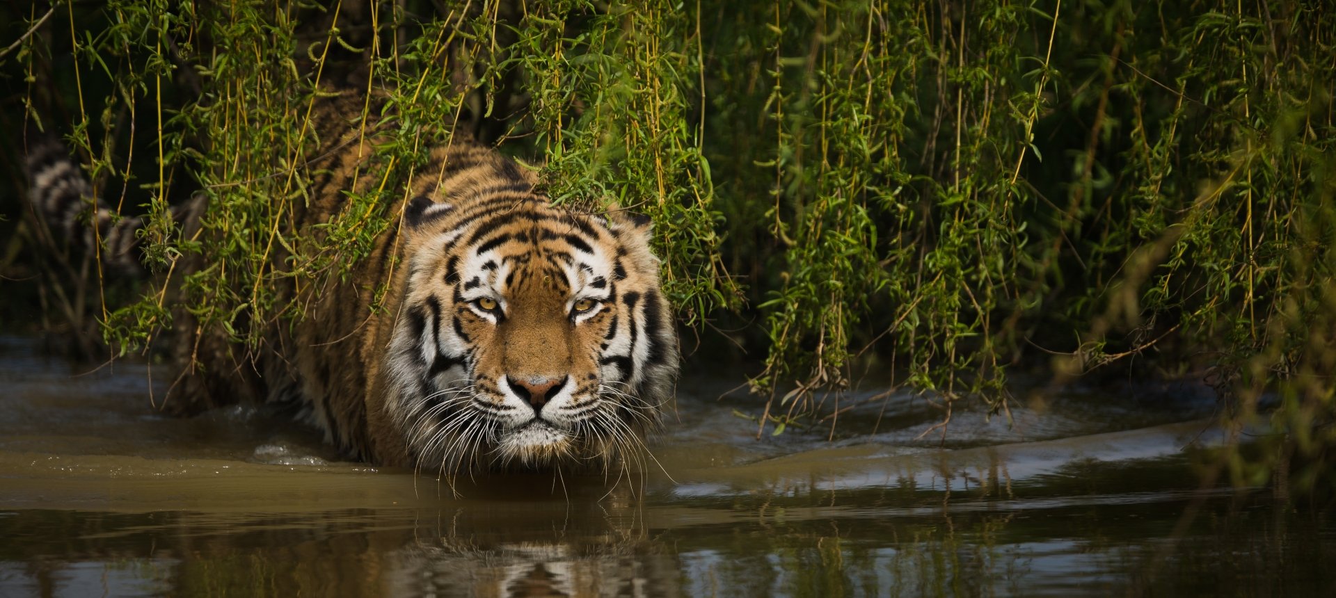 4K Ultra HD wallpaper featuring a tiger partially submerged in water, framed by hanging green foliage against a serene natural backdrop.