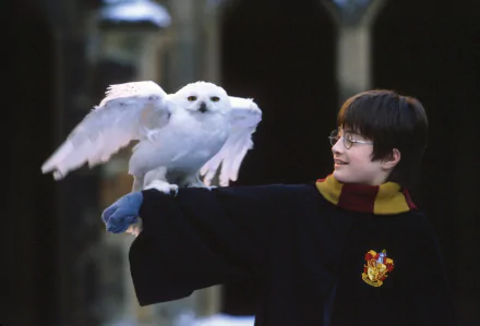 HD desktop wallpaper featuring Daniel Radcliffe as Harry Potter from Harry Potter and the Philosopher's Stone, holding a snowy owl with wings spread.