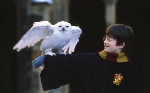 HD desktop wallpaper featuring Daniel Radcliffe as Harry Potter from Harry Potter and the Philosopher's Stone, holding a snowy owl with wings spread.