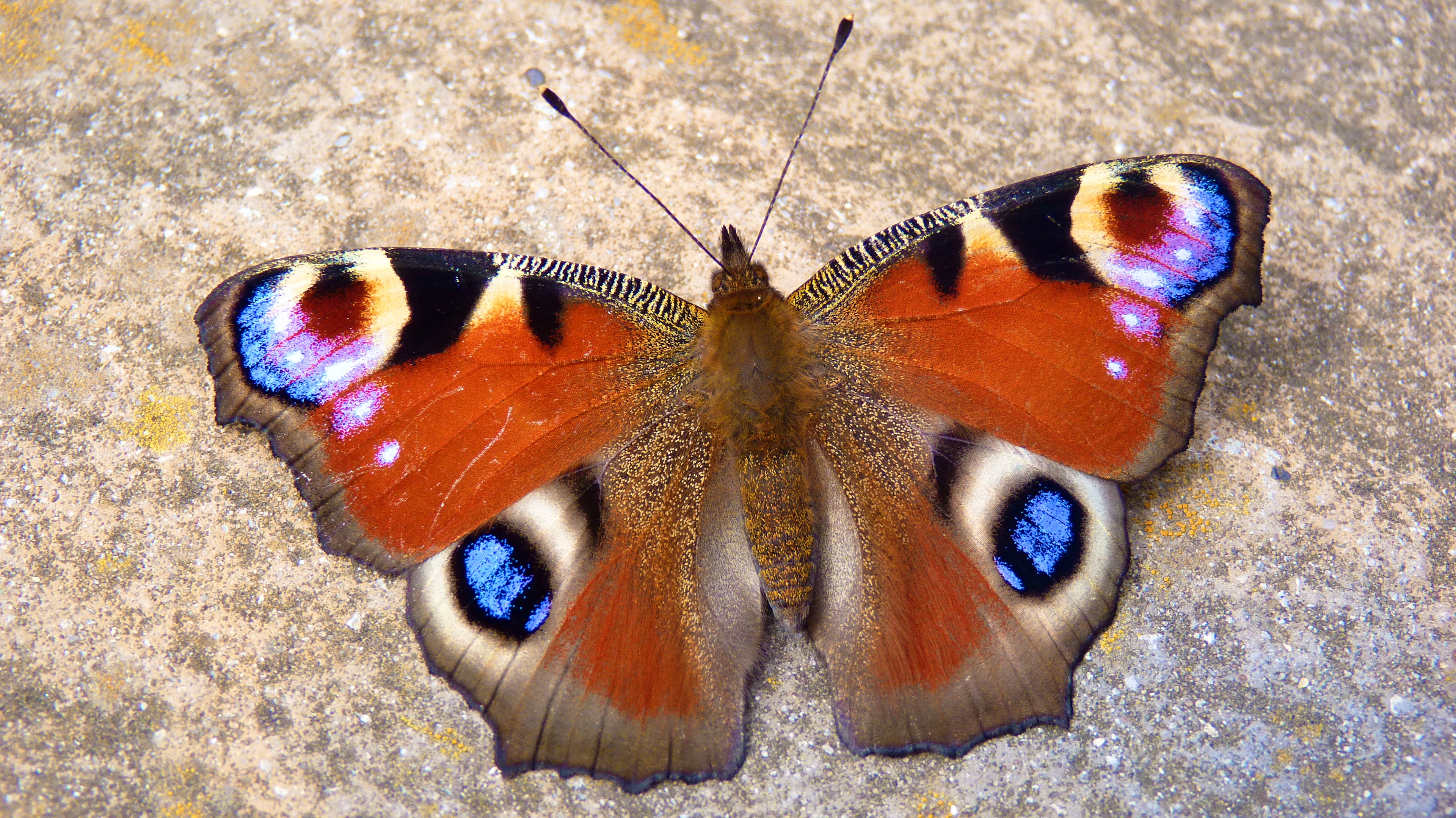 Крылья бабочки павлиний глаз. Павлиний глаз (бабочка). Дневной павлиний глаз бабочка. Бабочка симметрия. Симметрией мотылек.