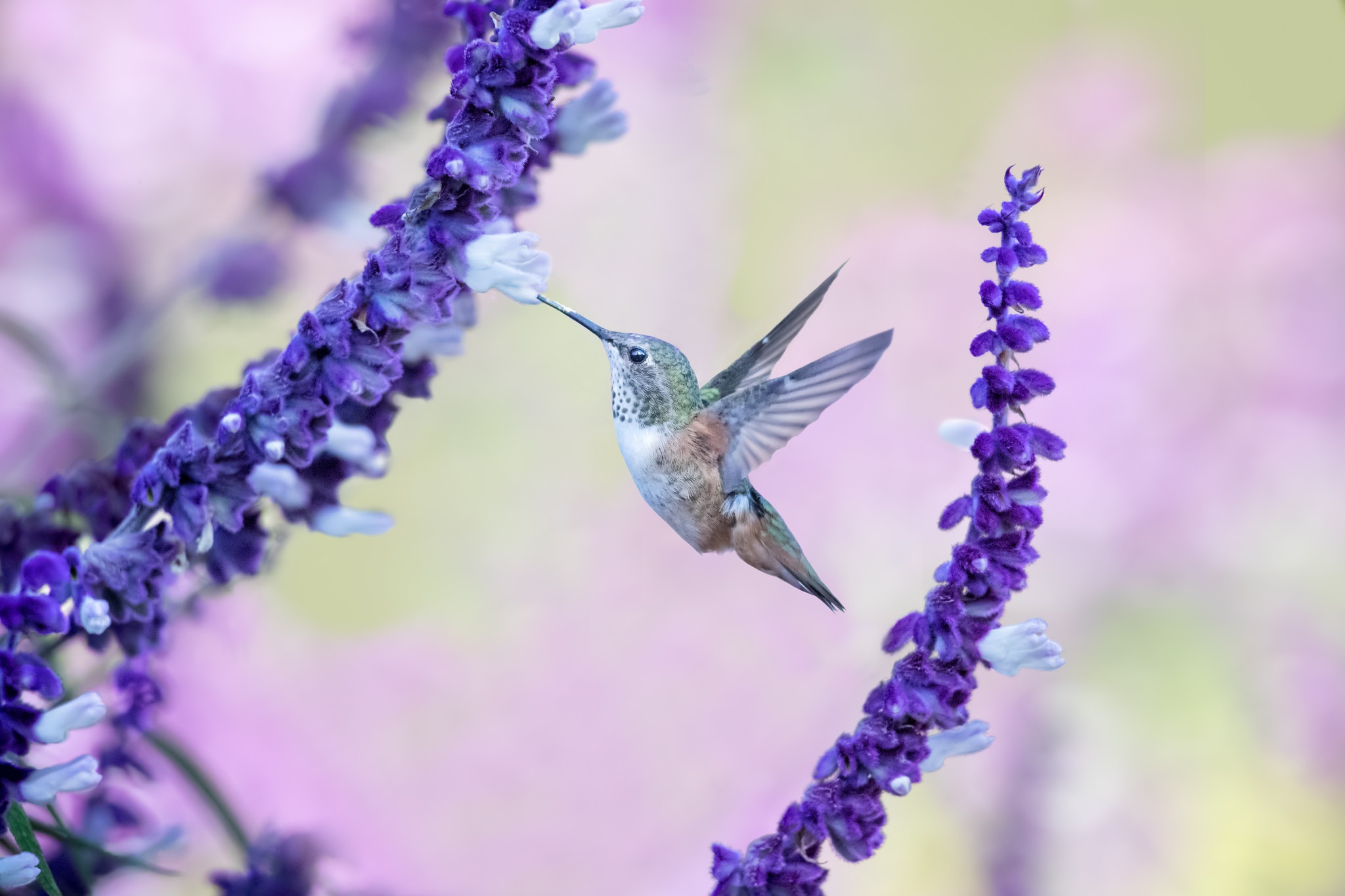 Download Purple Flower Bird Animal Hummingbird HD Wallpaper