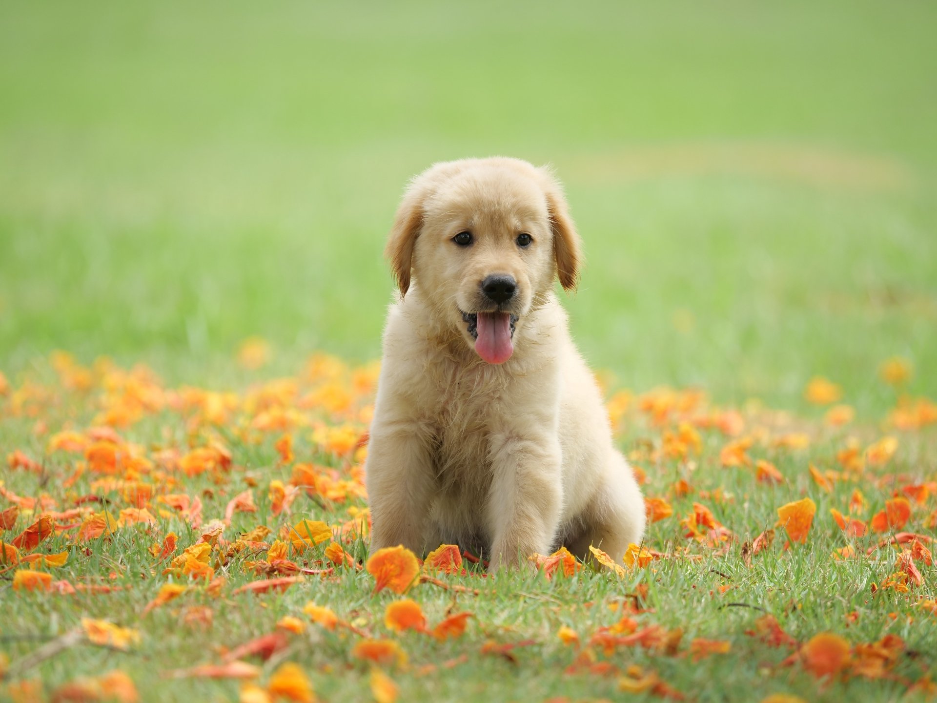 Adorable golden retriever puppy sitting among orange flowers on green grass, captured in vibrant 4K Ultra HD quality as a PC desktop wallpaper.