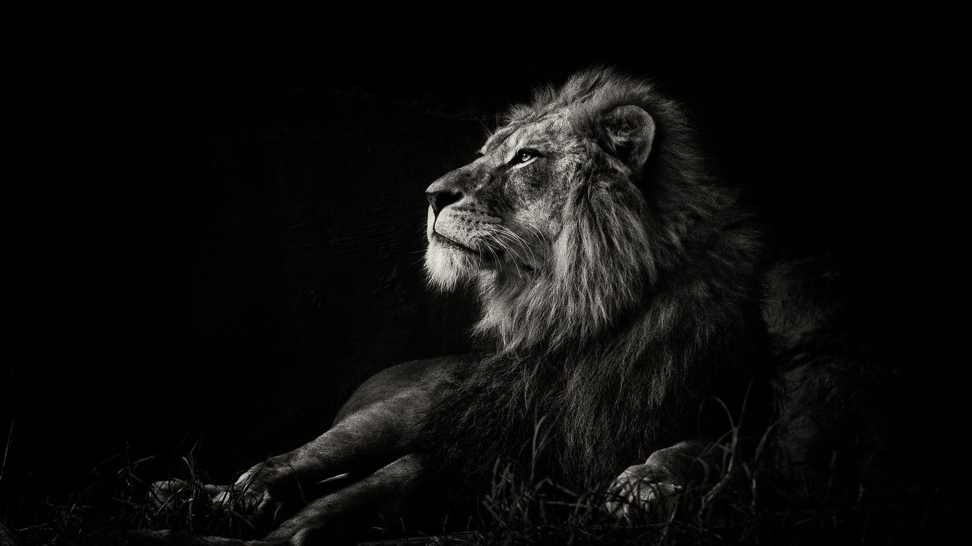 Lion HD Wallpaper | Background Image | 1920x1080 | ID ...