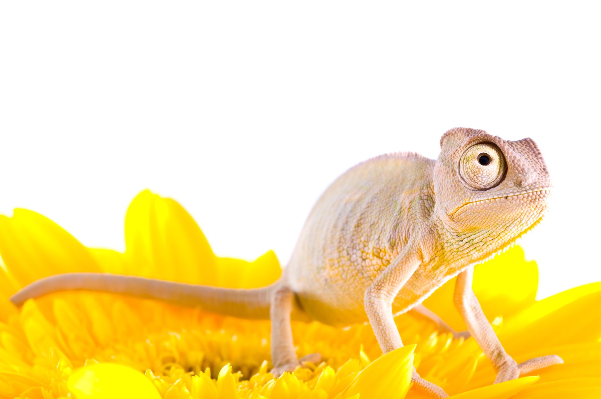 Download Animal Chameleon 4k Ultra HD Wallpaper