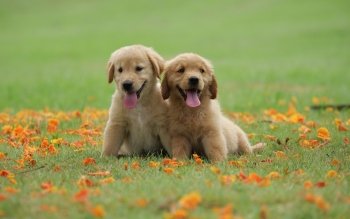 54 4k Ultra Hd Golden Retriever Wallpapers Background Images