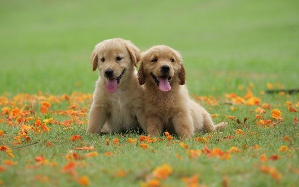 Animal Golden Retriever Dogs Baby Animal Puppy Dog HD Wallpaper | Background Image