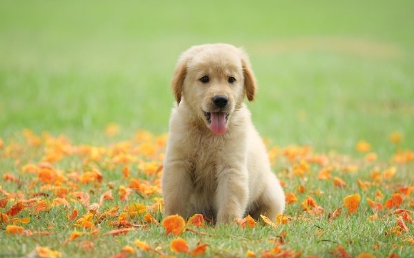 Animal Golden Retriever Dogs Dog Baby Animal Puppy HD Wallpaper | Background Image