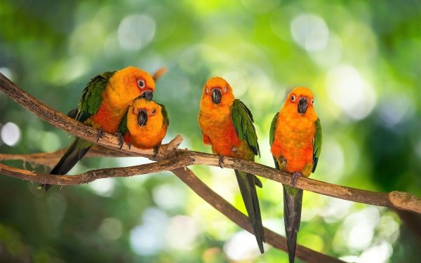 Animal Parrot Birds Parrots Bird Colorful Branch HD Wallpaper | Background Image