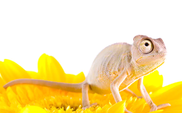 Animal chameleon HD Desktop Wallpaper | Background Image