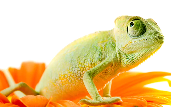 Animal chameleon HD Desktop Wallpaper | Background Image