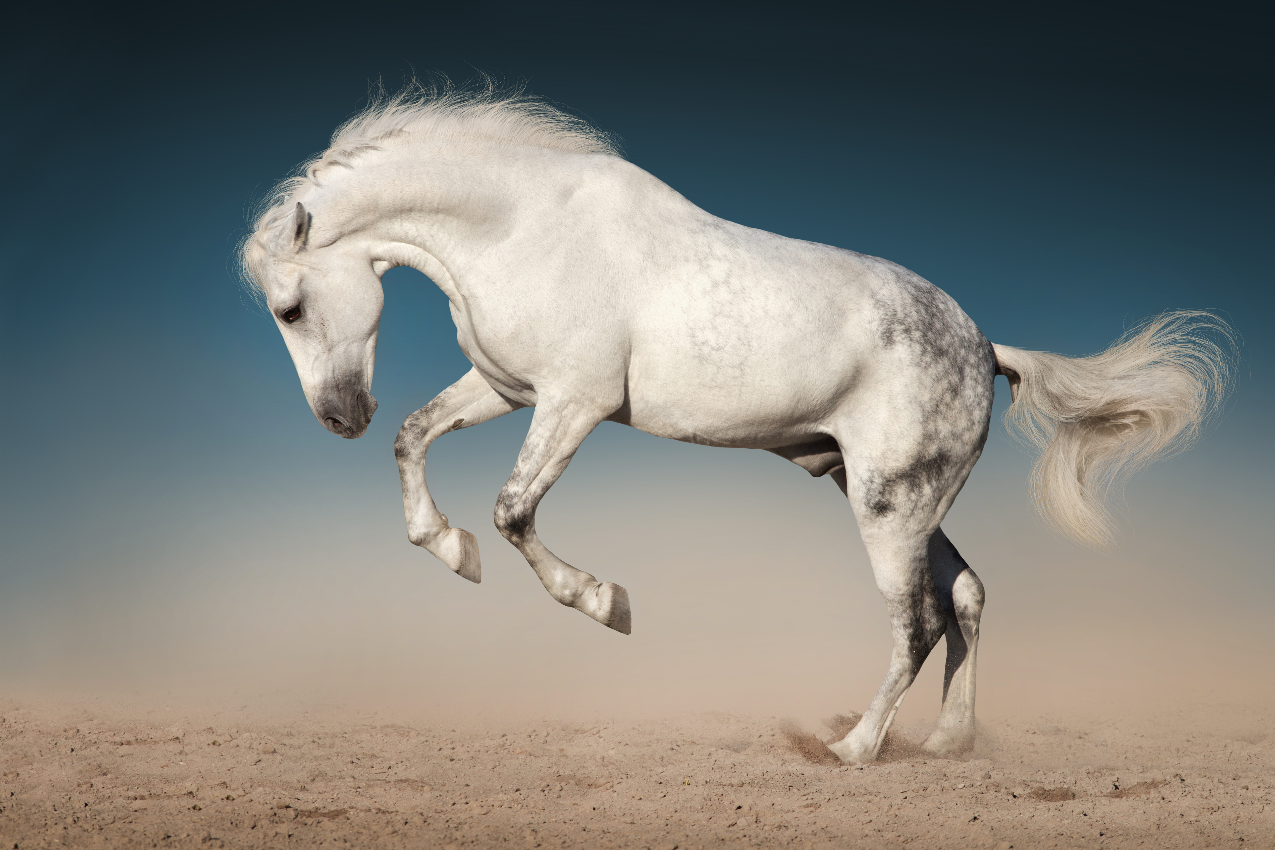 Horse 4k Ultra HD Wallpaper | Background Image | 5076x3384 | ID:924907