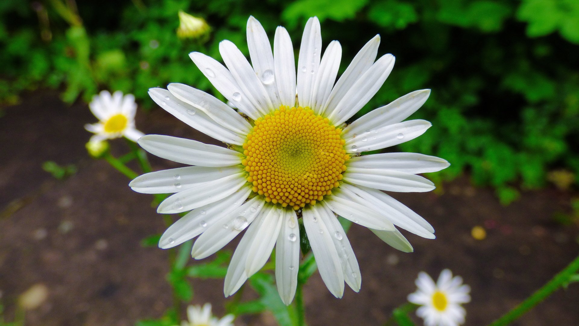 Daisy with raindrops 4k Ultra HD Wallpaper | Background Image