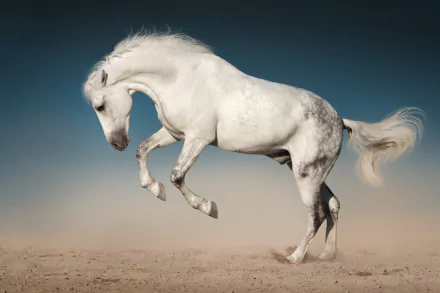 A majestic white horse rearing on sandy ground beneath a clear sky, captured in stunning 4K Ultra HD for PC desktop wallpaper and background.