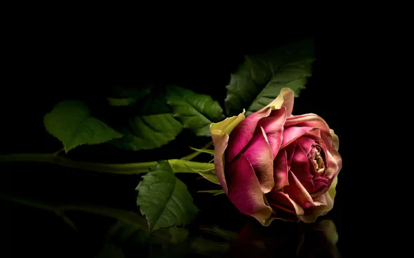  Pink Rose