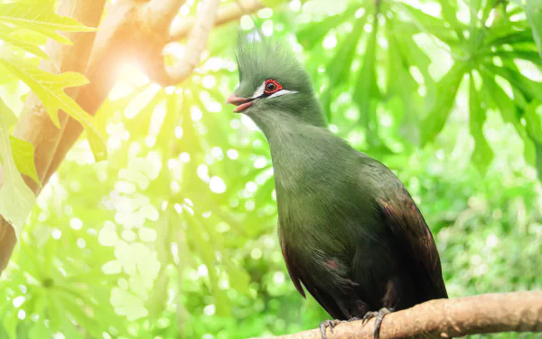  Turaco in a tree