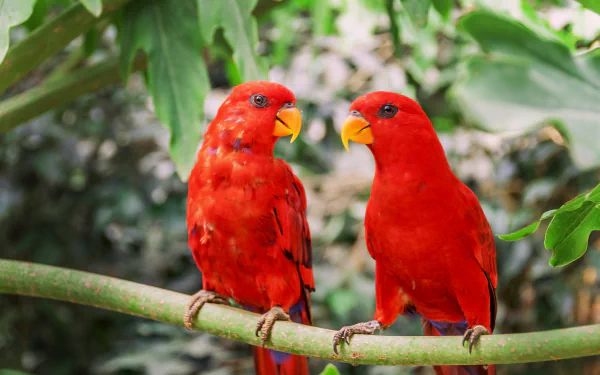 Two vibrant red parrots perched on a branch surrounded by green foliage, captured in a high-definition PC desktop wallpaper and background.