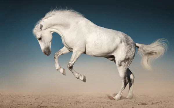 A majestic white horse rearing on sandy ground beneath a clear sky, captured in stunning 4K Ultra HD for PC desktop wallpaper and background.