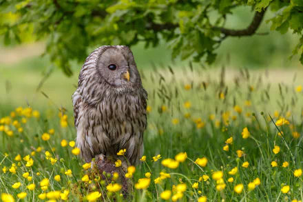 A great grey owl stands amidst a field of yellow flowers with a soft depth of field, captured in an HD desktop wallpaper background.