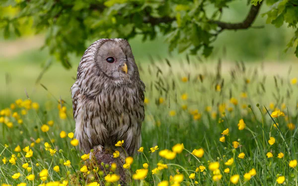 A great grey owl stands amidst a field of yellow flowers with a soft depth of field, captured in an HD desktop wallpaper background.