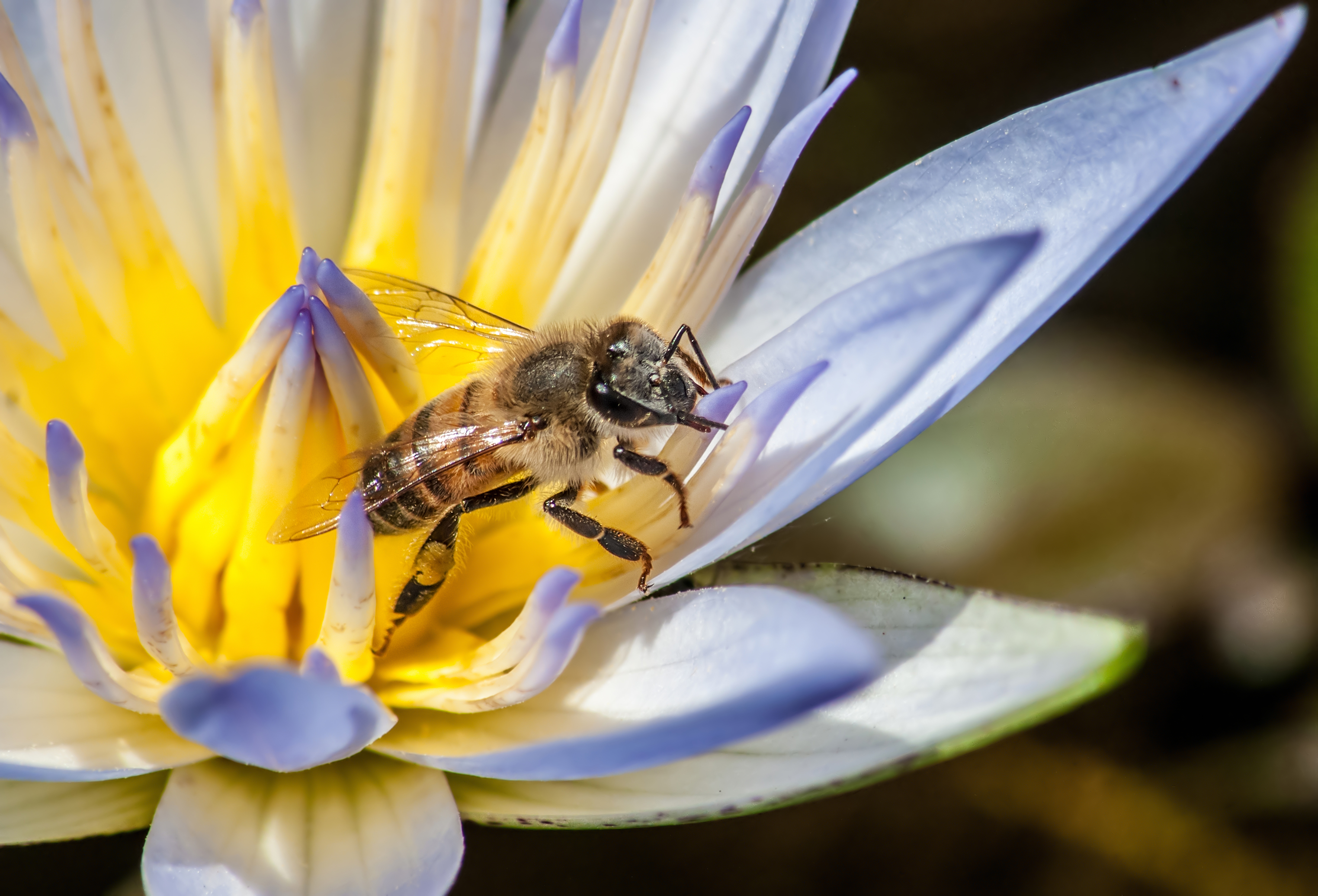 African Honey Bee by The Photographer