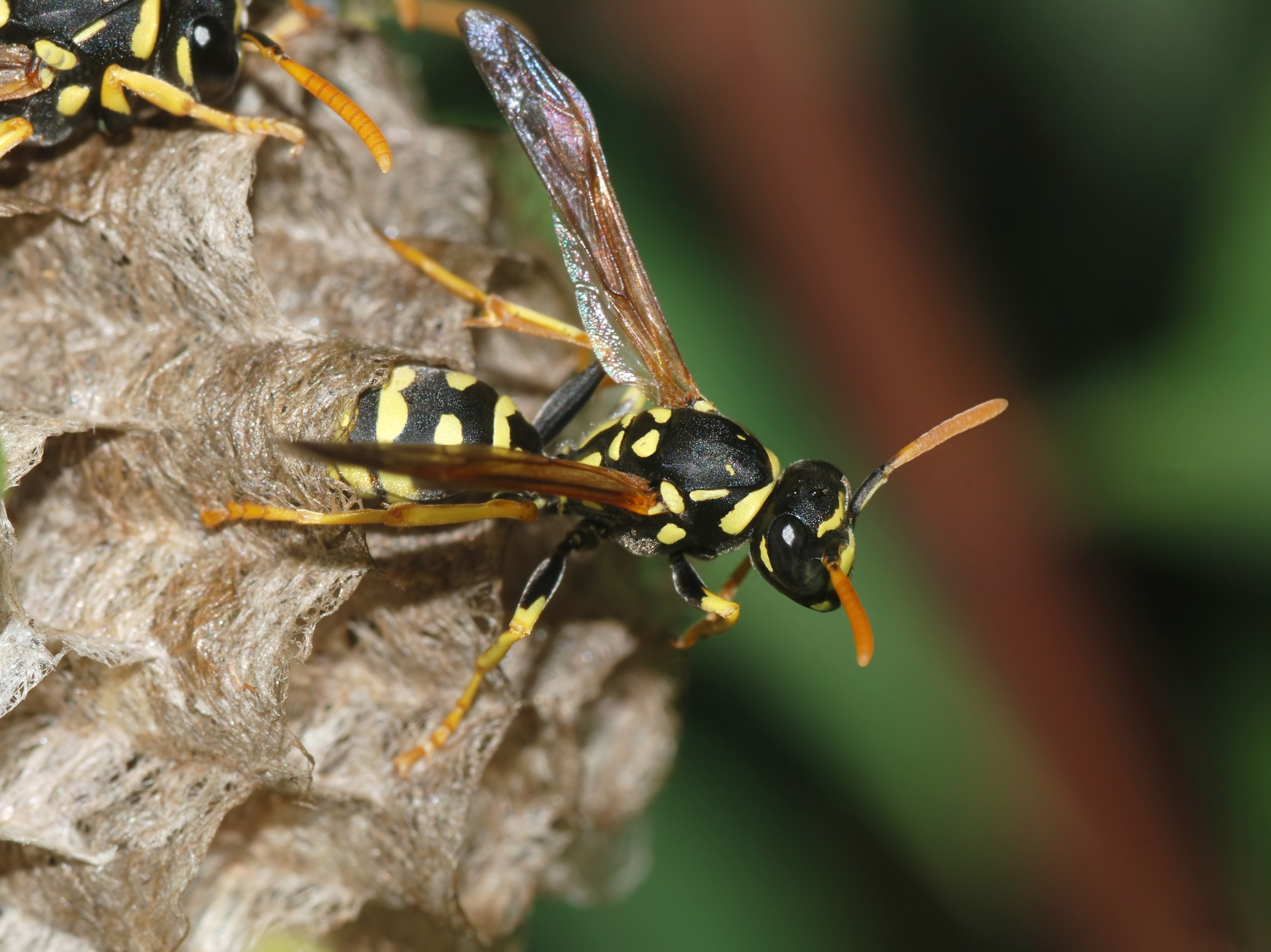 European Paper Wasp by Alvesgaspar