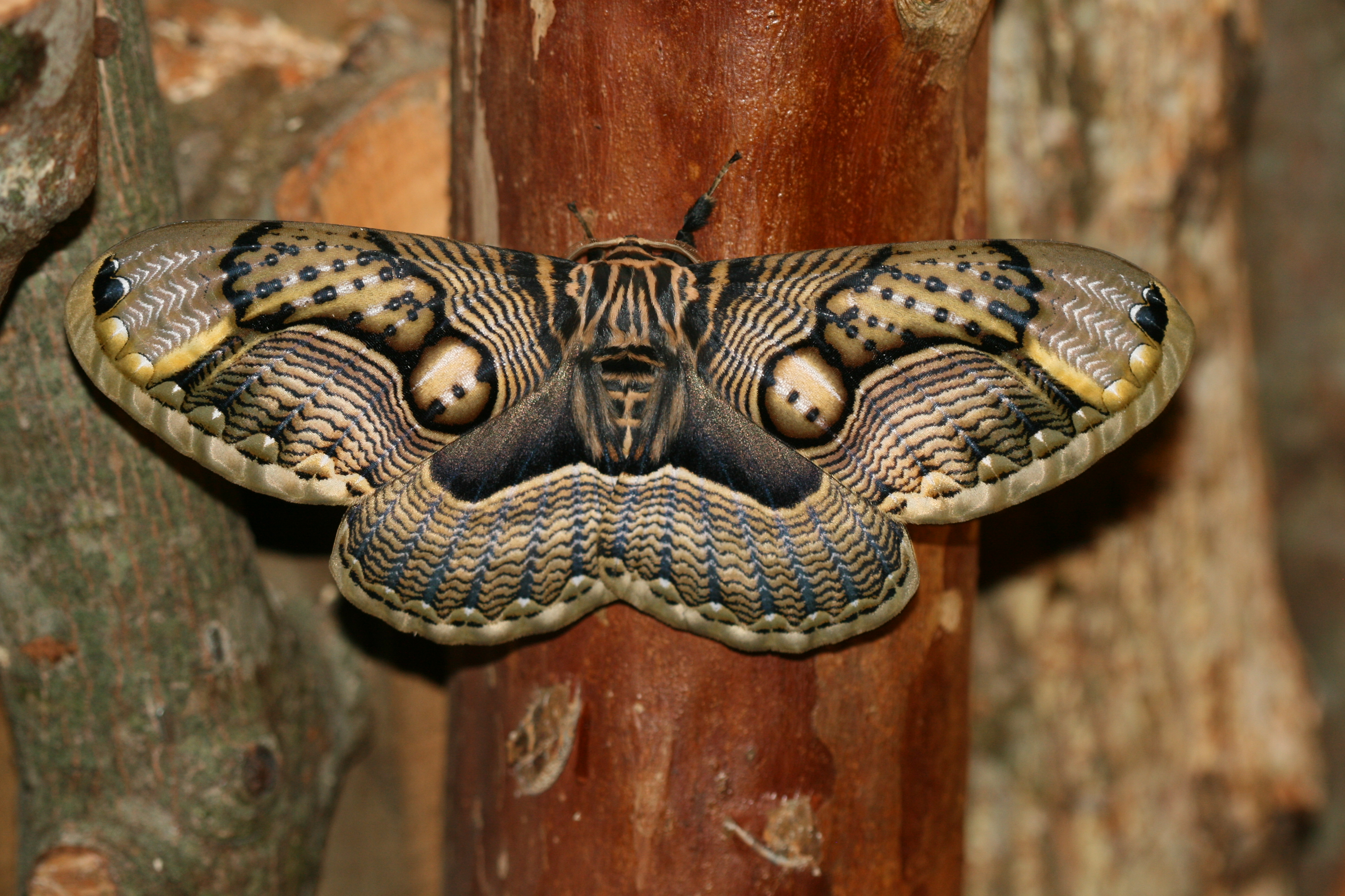Brahmin Moth by Arthur Chapman