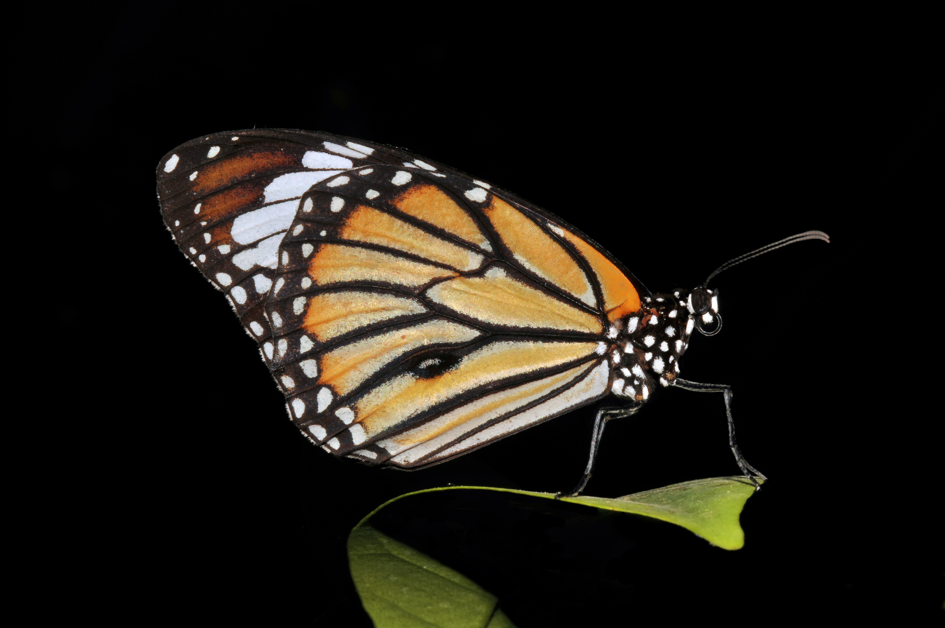 Tiger Butterfly by Michael Gäbler
