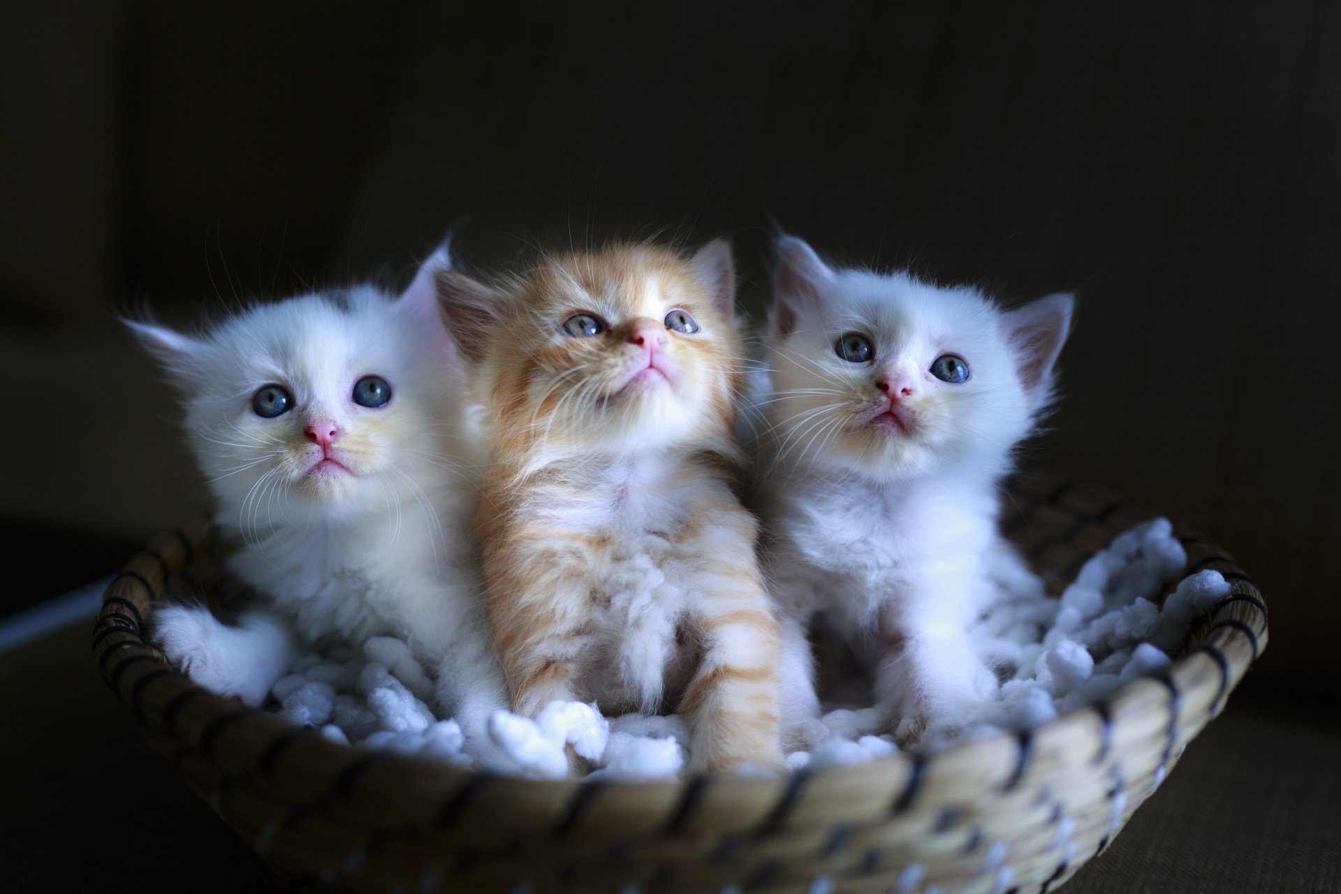 Cute Tiny Kittens