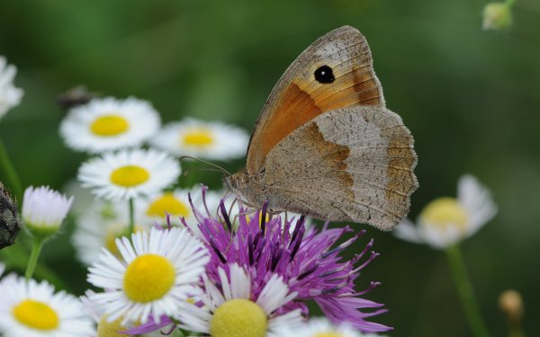 Animal Butterfly Meadow Brown HD Wallpaper | Background Image