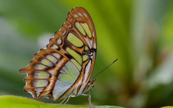 Animal Butterfly Malachite Butterfly HD Wallpaper | Background Image
