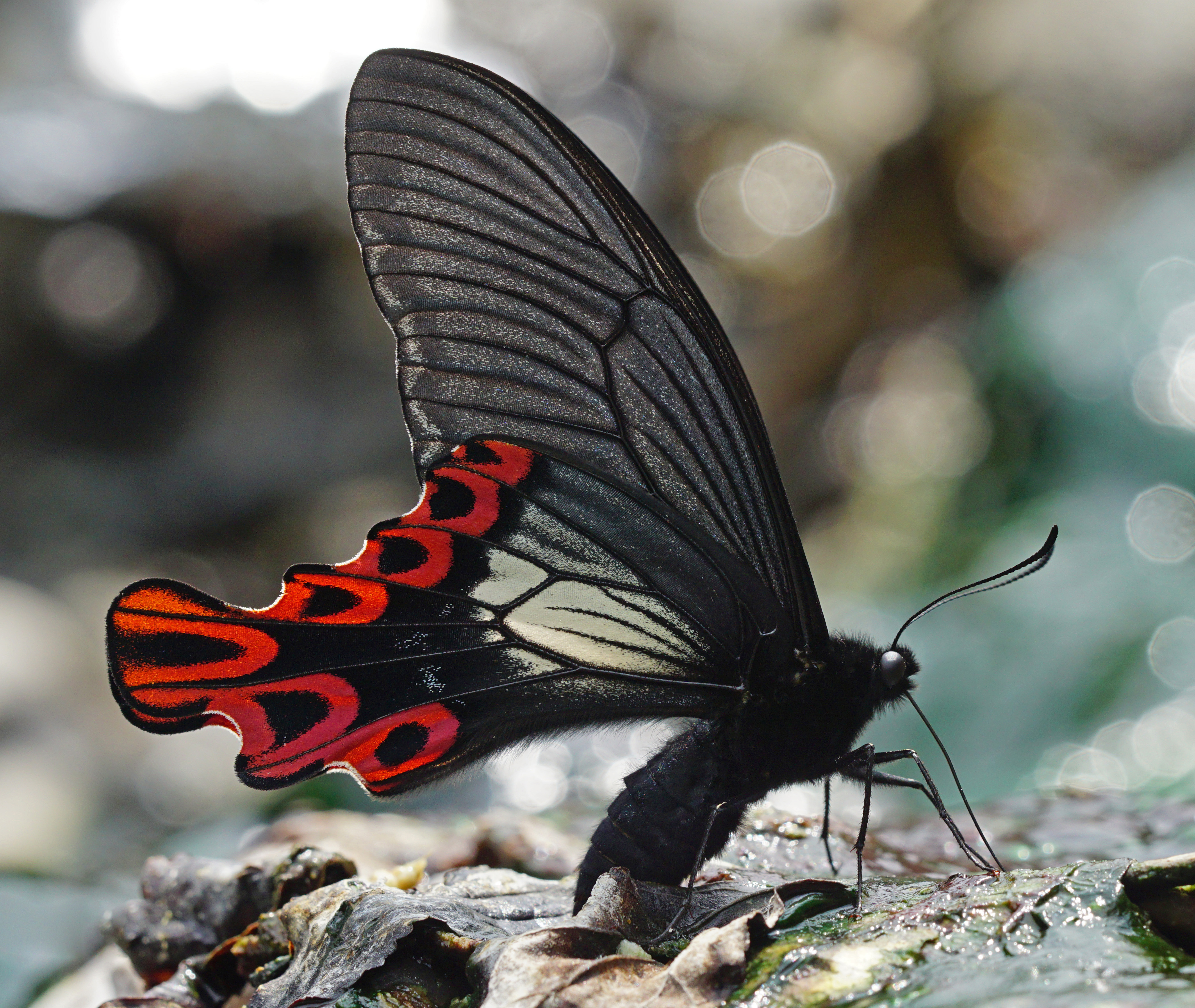 Swallowtail (Papilio maraho) by Peellden