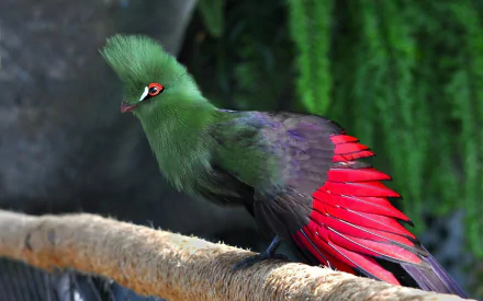 Vivid green turaco animal perched on a branch, displaying bright red wing feathers against lush foliage — HD PC desktop wallpaper background.