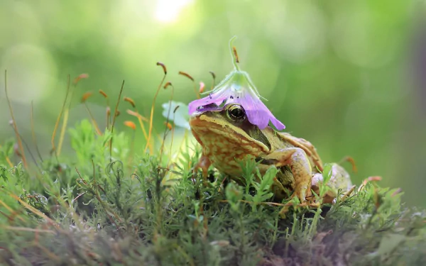 Close-up HD wallpaper of a frog amphibian resting on moss with a delicate purple flower on its head, showcasing vibrant green and natural forest background.