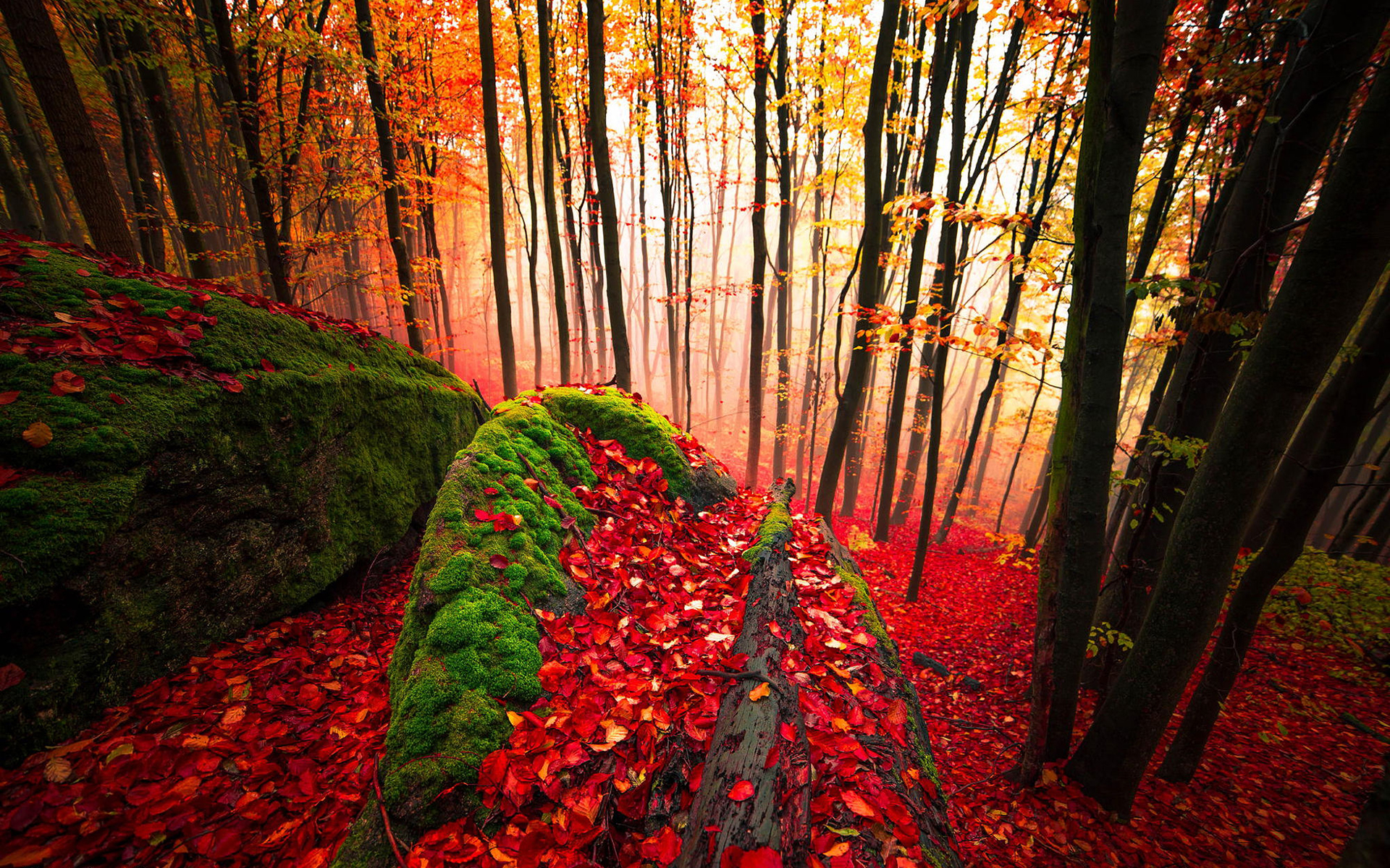 Autumn Forest HD Wallpaper | Background Image | 1920x1200