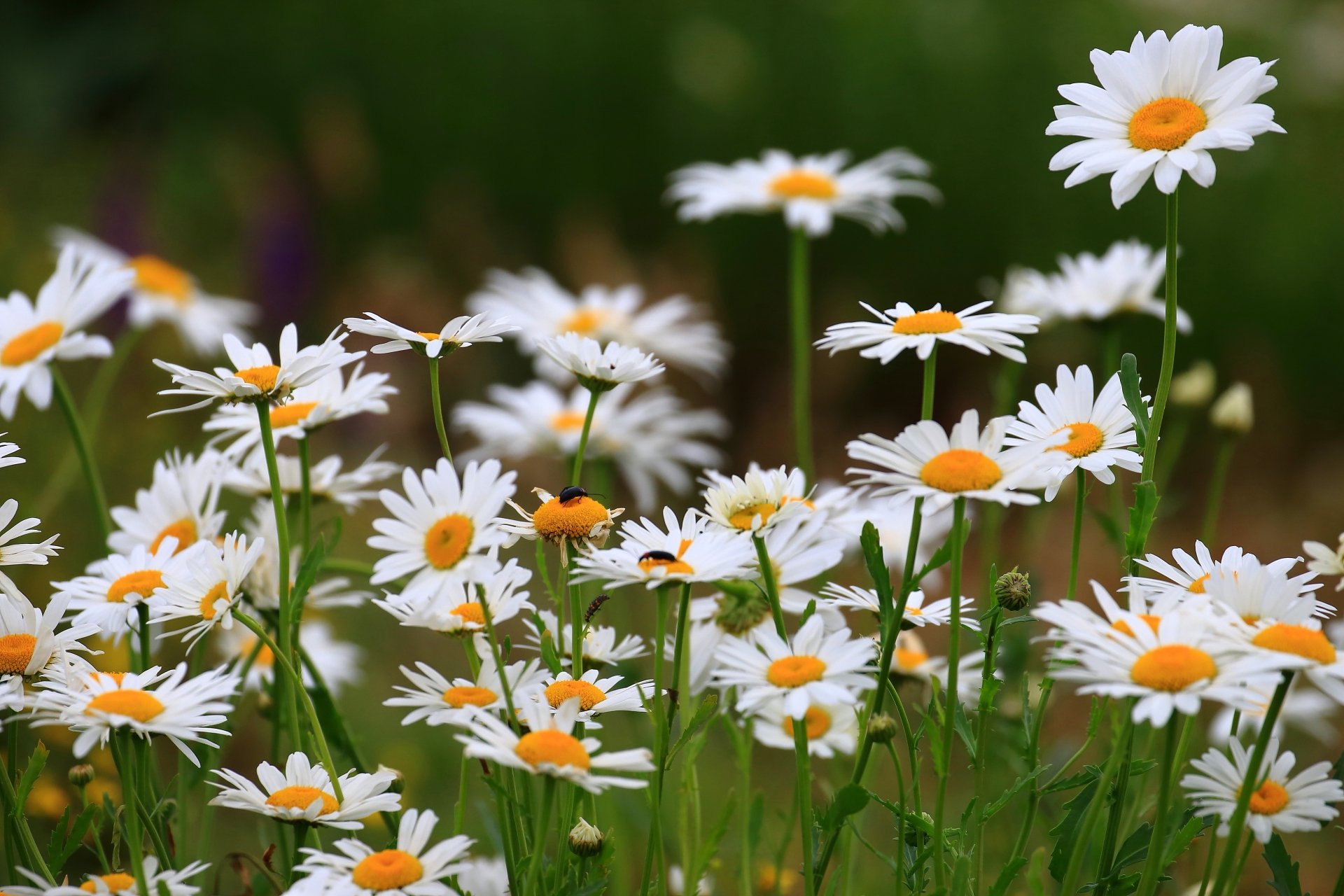 Nature Daisy 4k Ultra HD Wallpaper