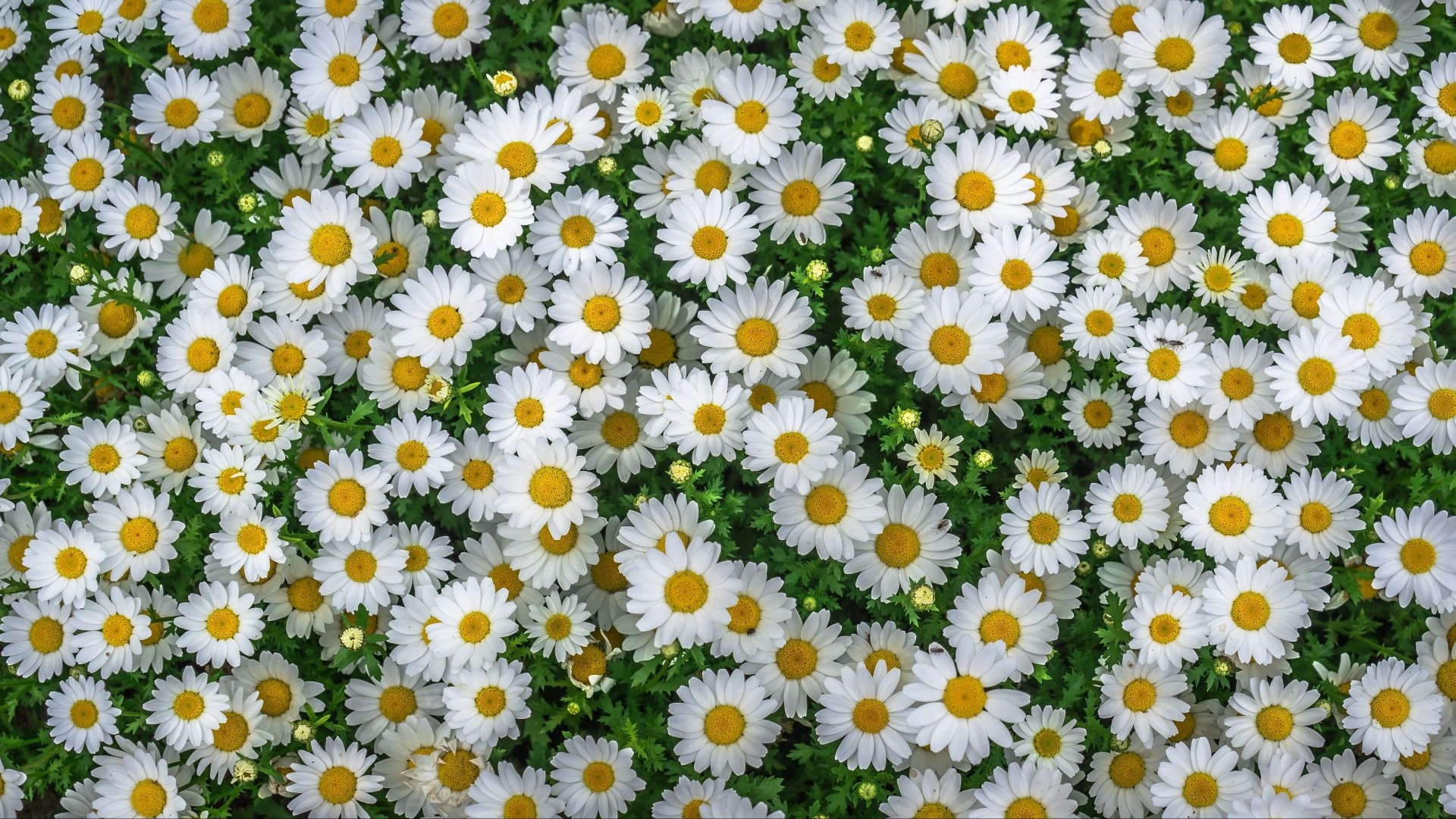 4K Ultra HD PC wallpaper showing a carpet of white camomile flowers with yellow centers amid green foliage — a nature white flower floral background.