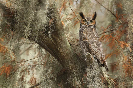 Great horned owl perched among Spanish moss-draped branches, detailed wildlife shot — HD PC desktop wallpaper background.