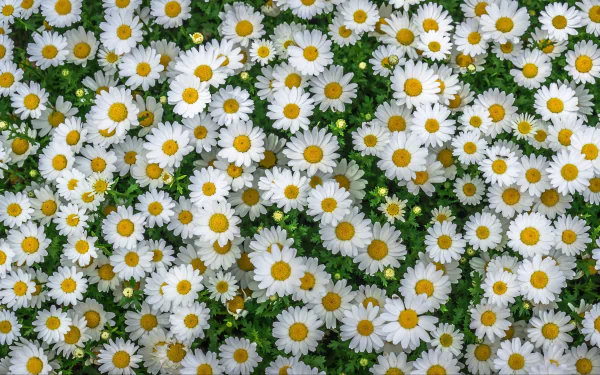 4K Ultra HD PC wallpaper showing a carpet of white camomile flowers with yellow centers amid green foliage — a nature white flower floral background.