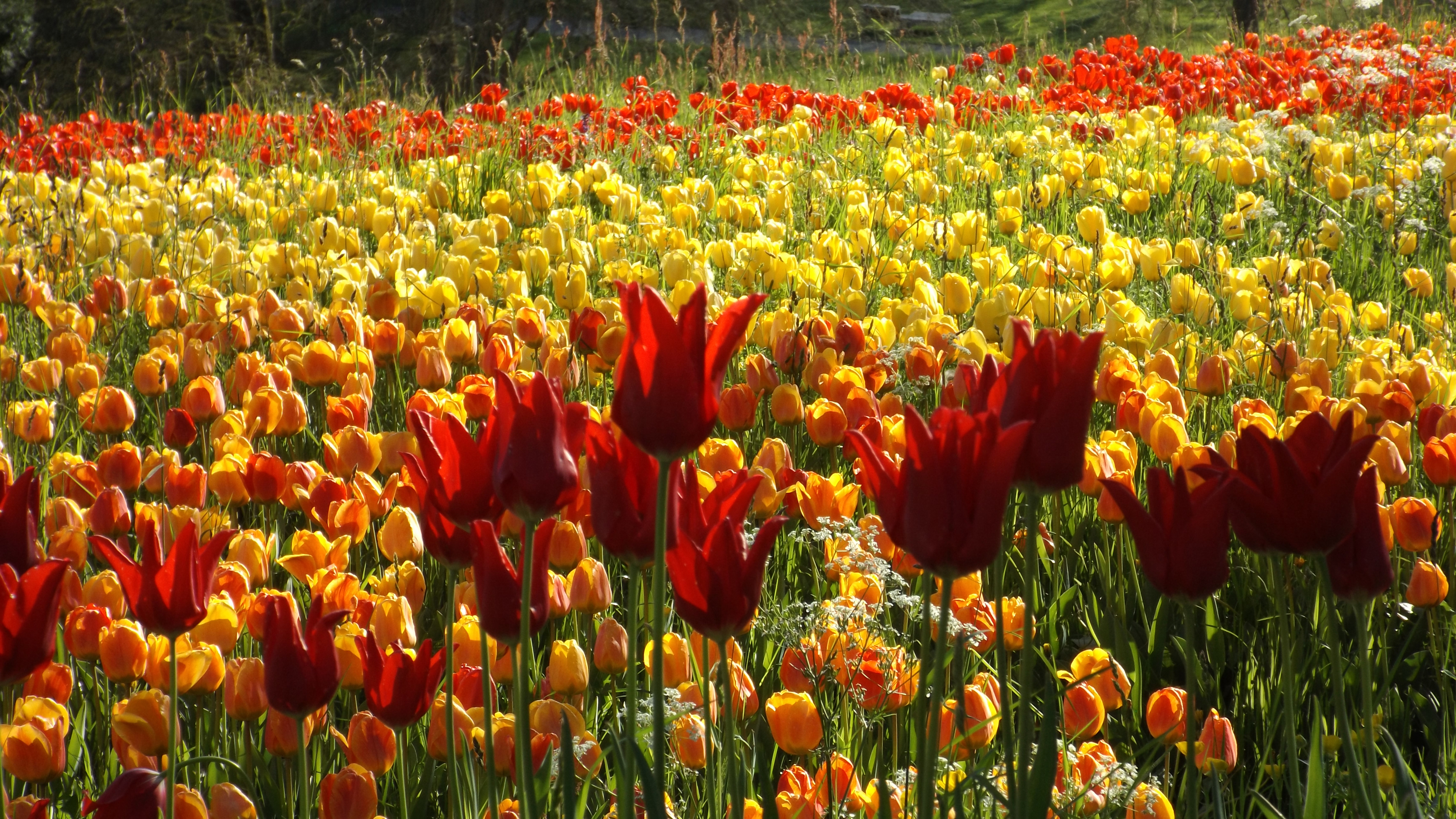 Download Orange Flower Yellow Flower Summer Red Flower Flower Nature ...