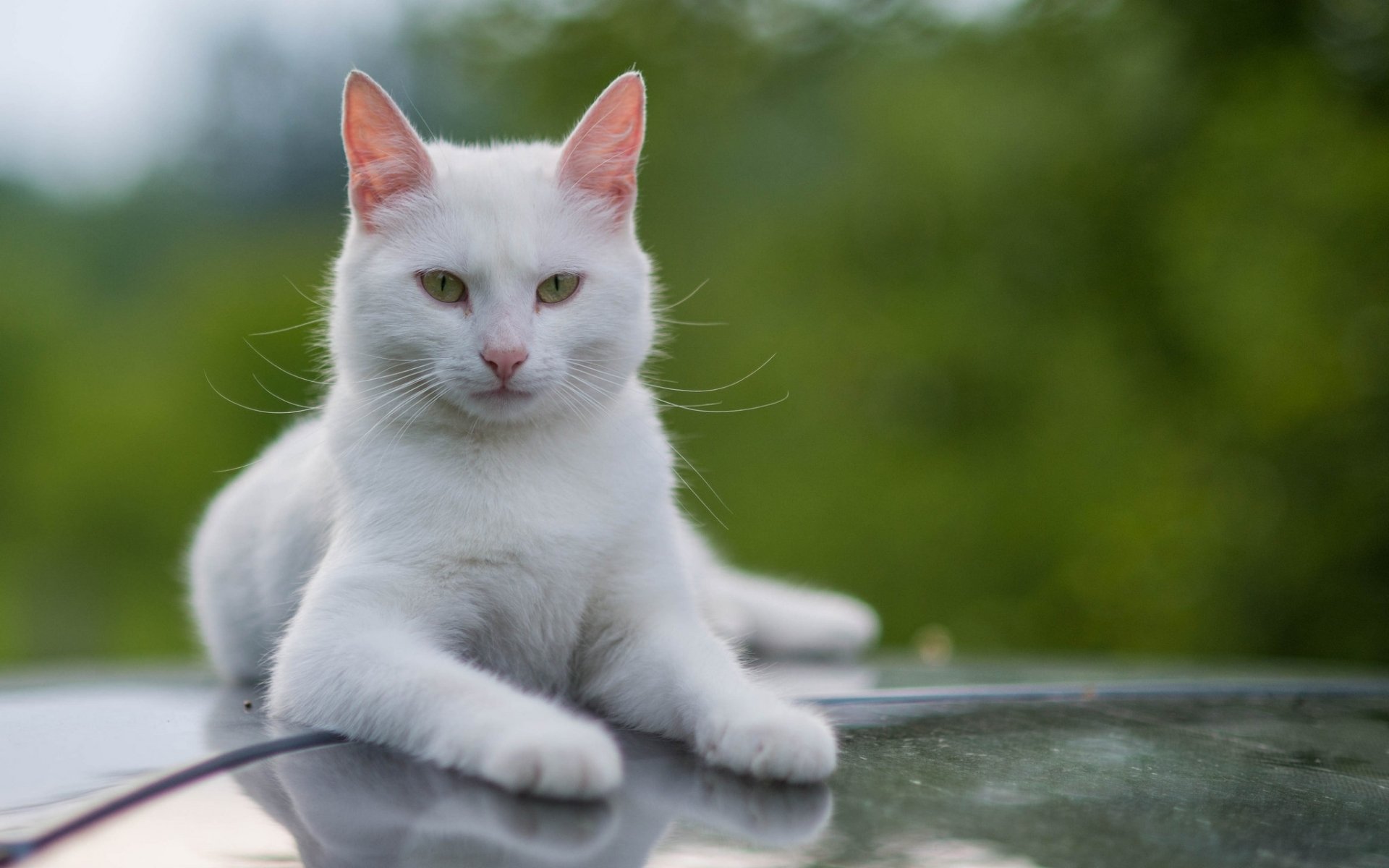 Wait cats