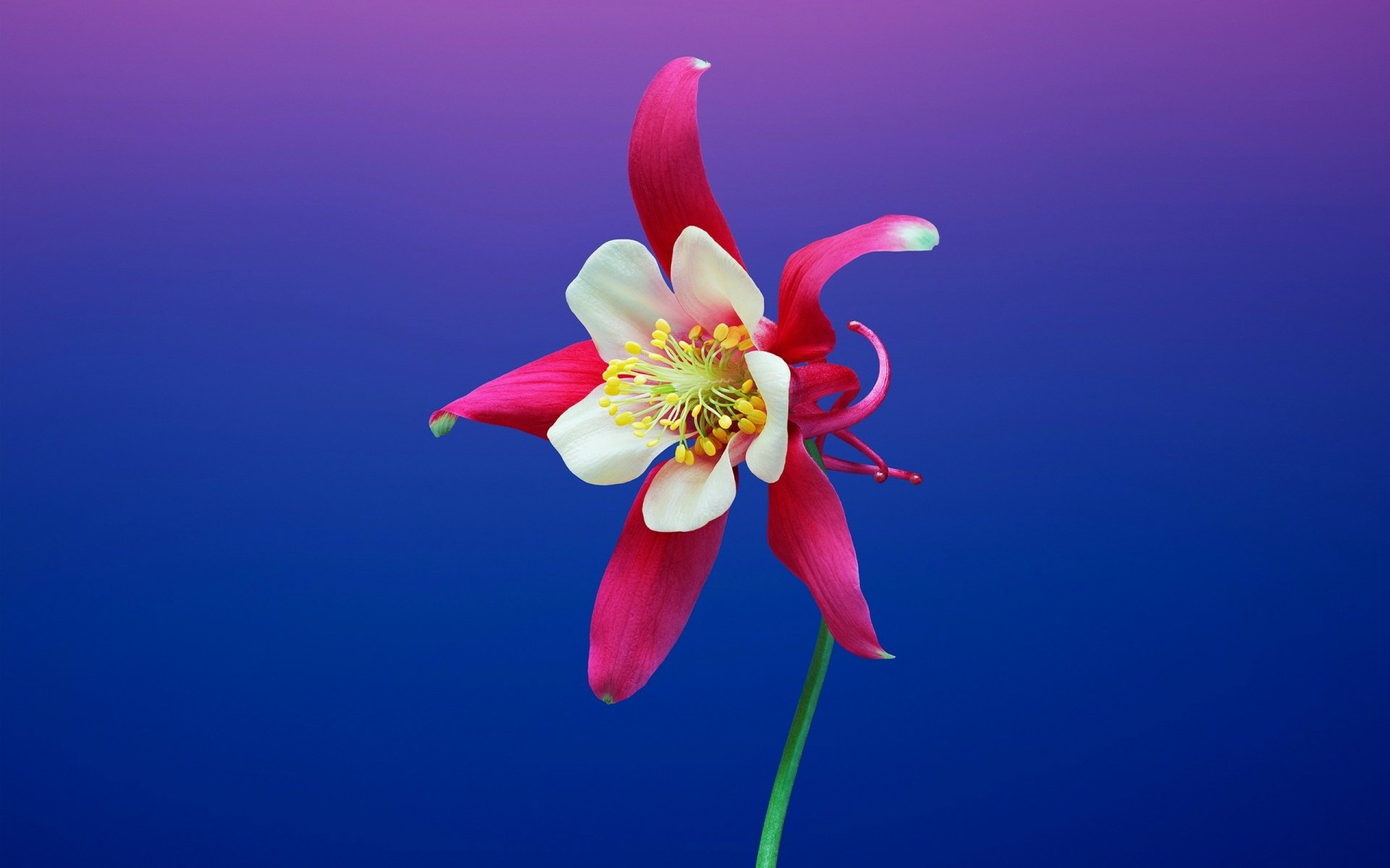 Download Pink Flower Aquilegia Flower Nature Columbine  HD Wallpaper