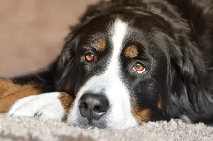 Close-up of a Bernese Mountain Dog resting on a soft surface, captured in 4K Ultra HD quality for a detailed PC desktop wallpaper.